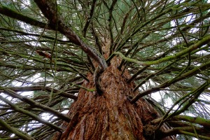 sequoia-2461260_1920